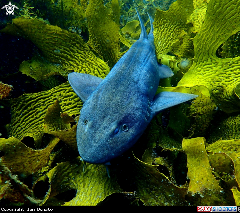 A Blind shark
