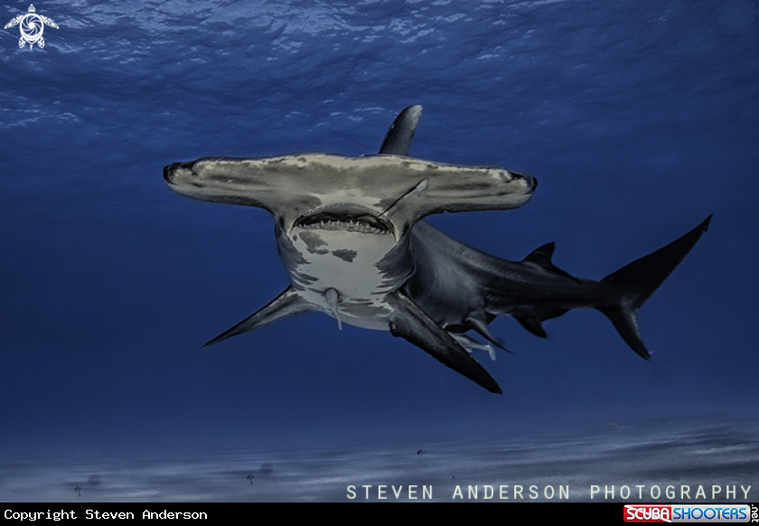 A Hammerhead Shark