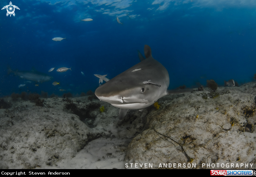A Tiger Shark