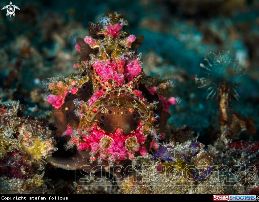 A Painted Frogfish