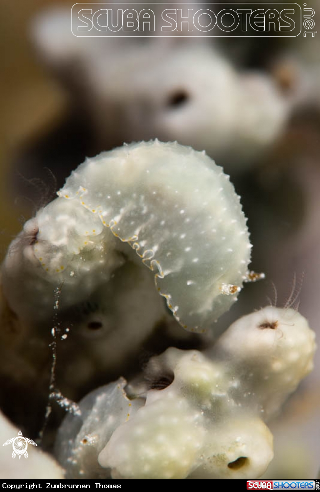 A Nudibranch 