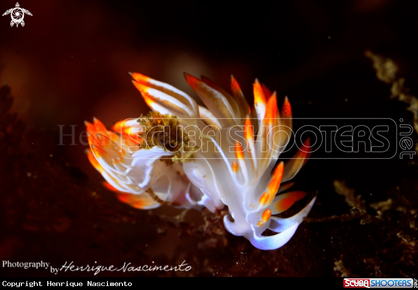 A Nudibranch