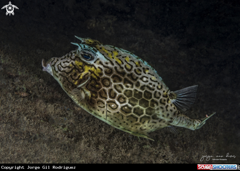 A Honeycomb Cawfish