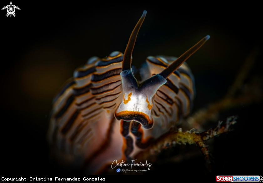 A Nudibranch