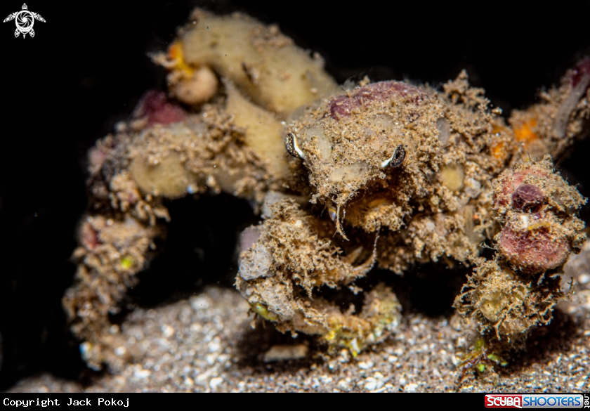 A Spider decorator crab