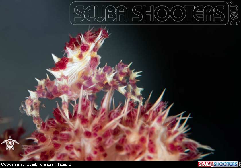 A Candy Crab 