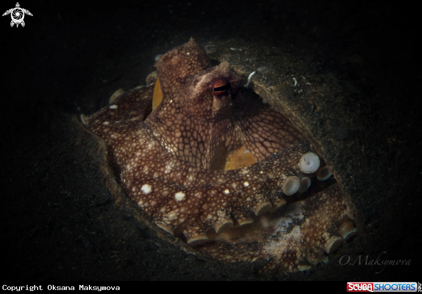 A Coconut octopus 