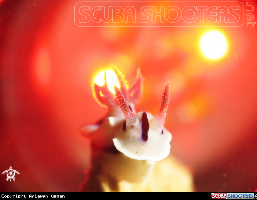A Loch chromodoris
