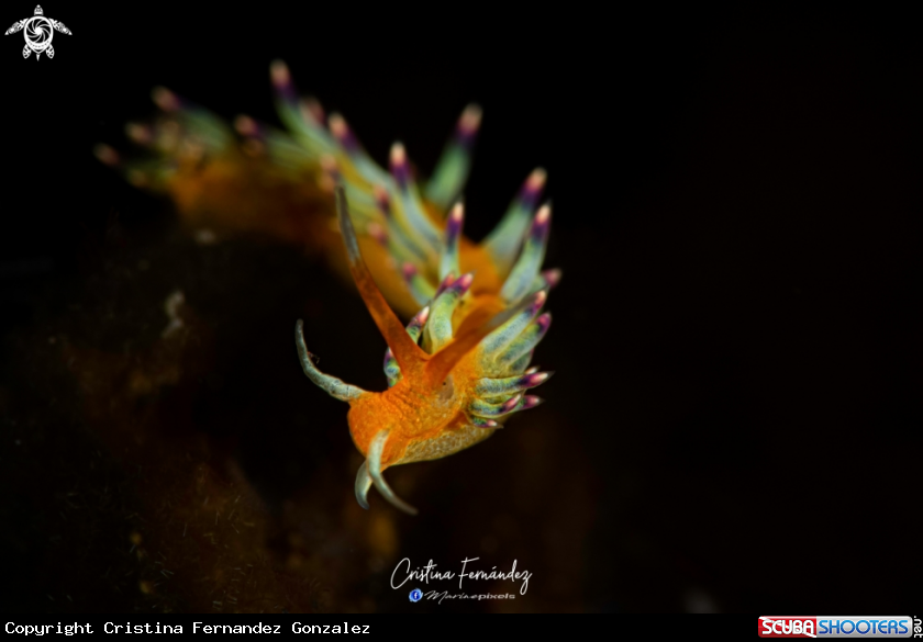 A Nudibranch