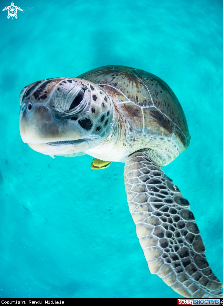 A Turtle