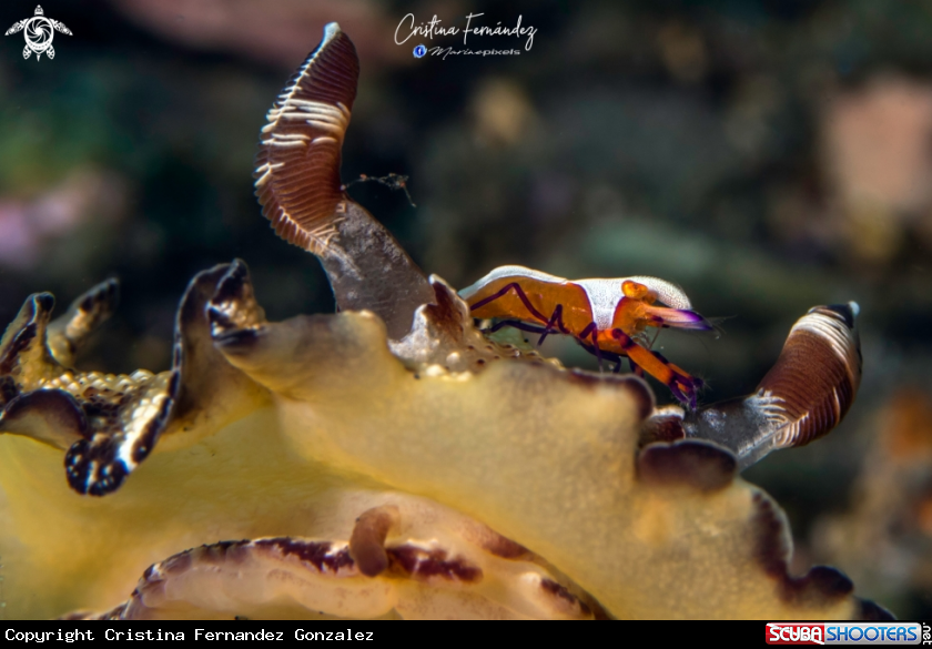 A Nudibranch