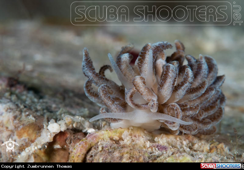 A Nudibranch 
