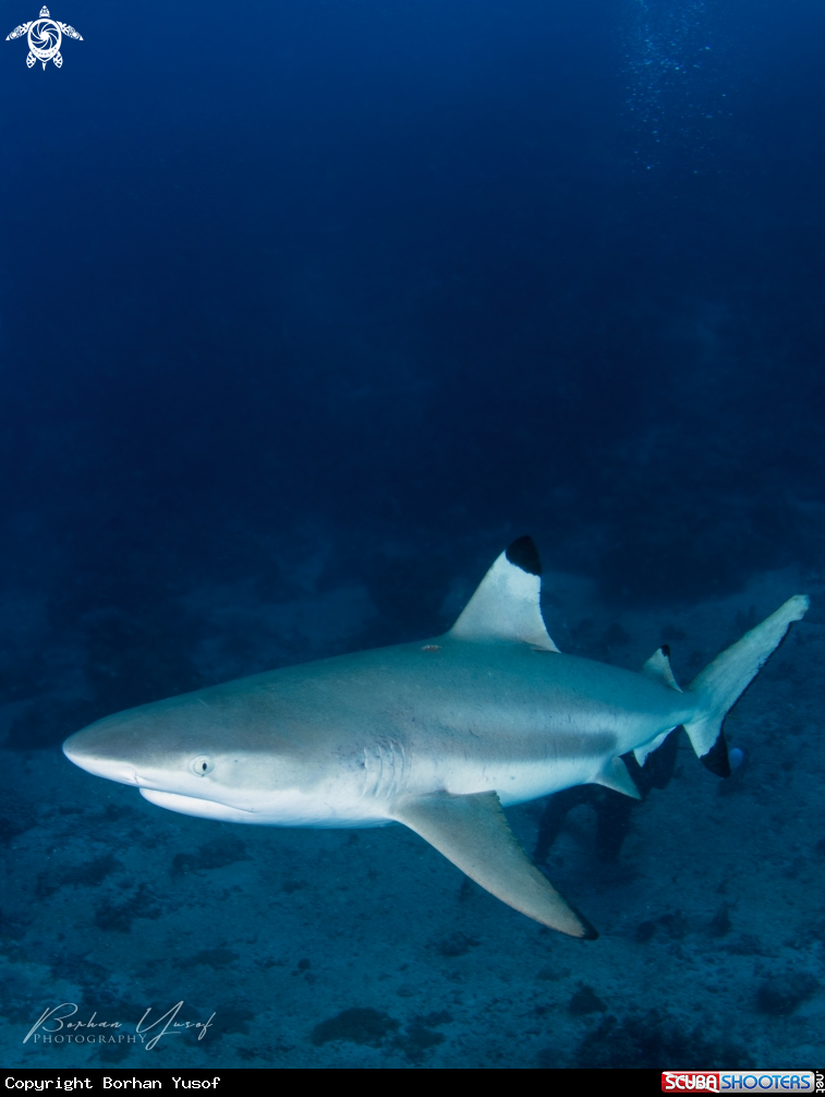 A Blacktip