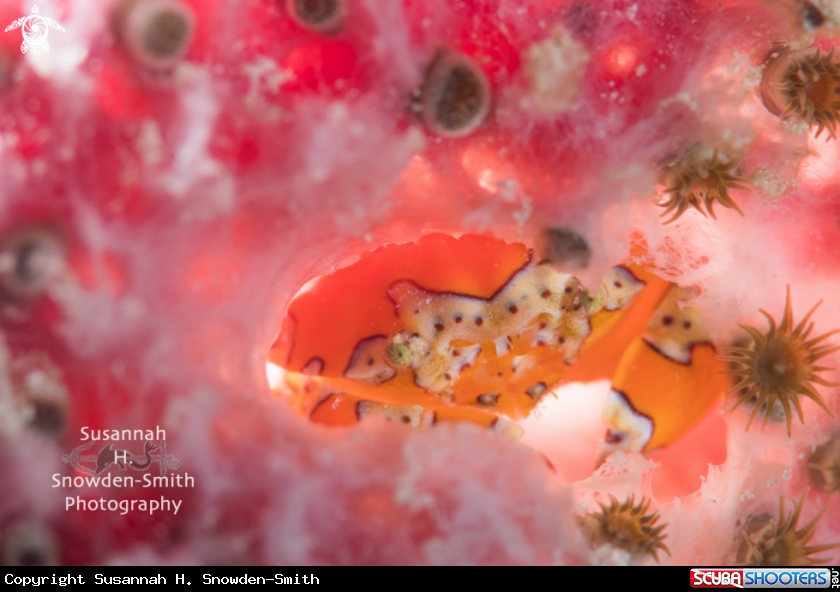 A Gaudy Clown Crab