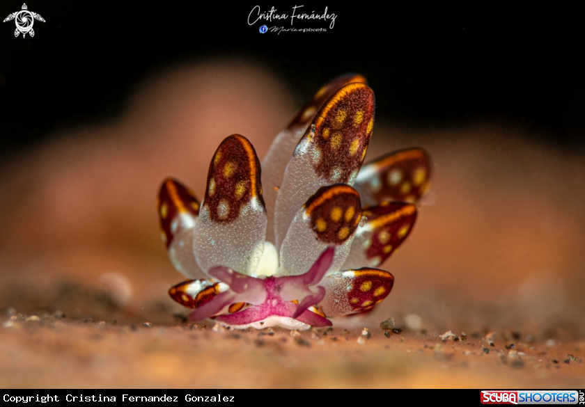 A Nudibranch