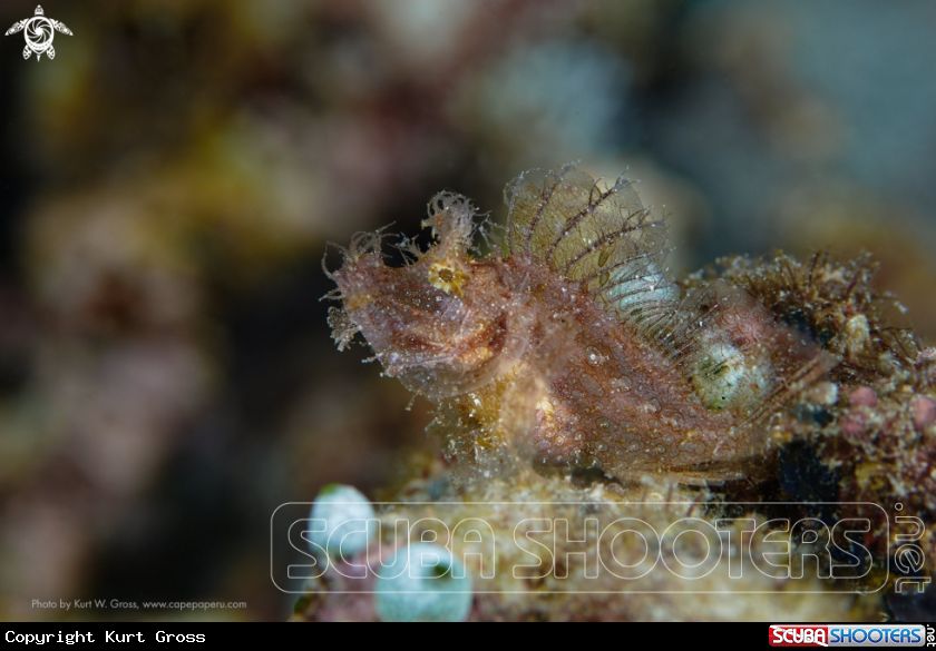 A Rhinopias, Schluckspecht