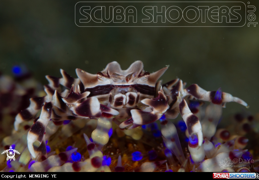 A Crab