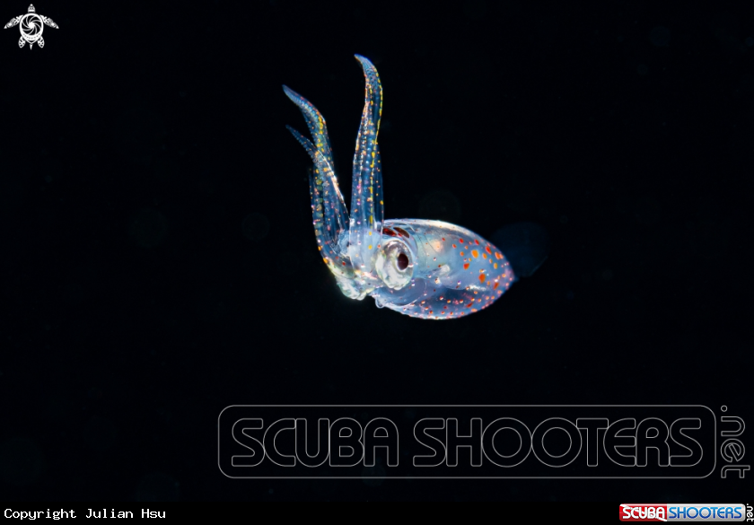 A Squid