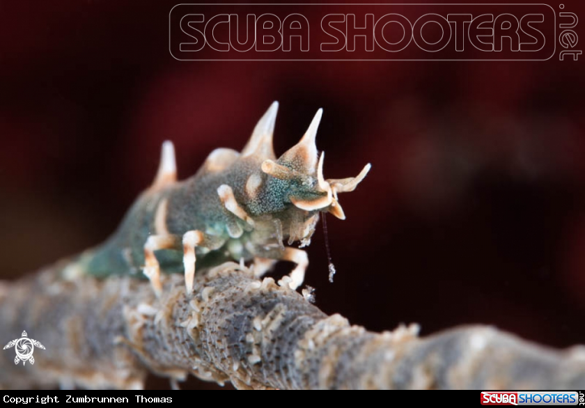 A Dragon Shrimp 