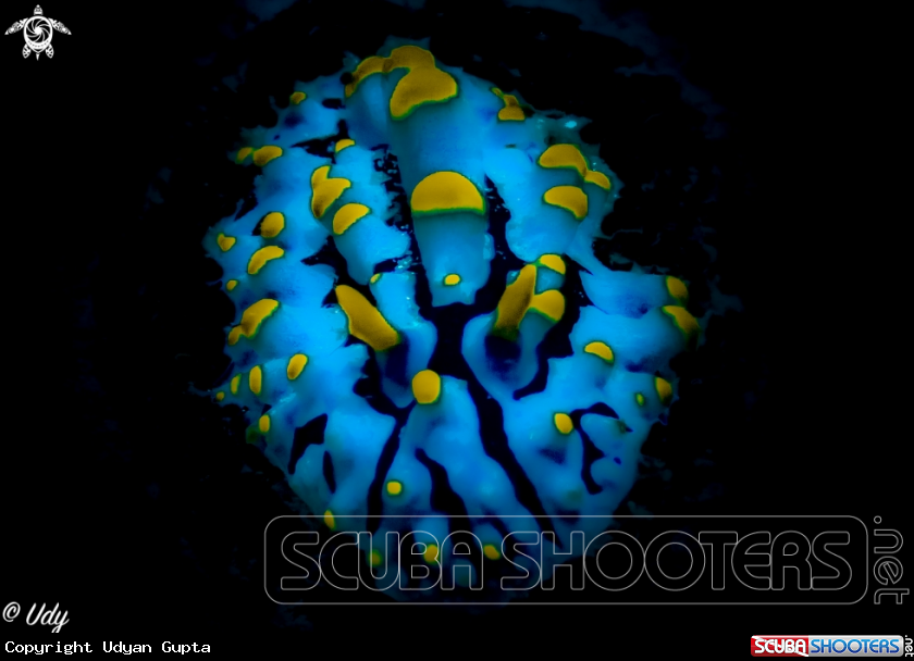 A Sea Slug