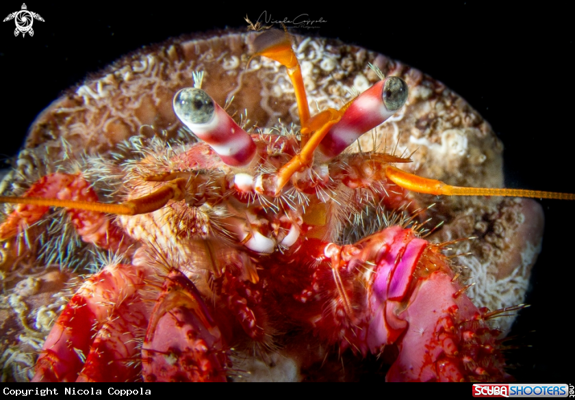A hermit crab