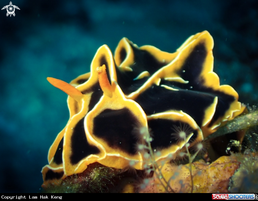 A Nudibranchia