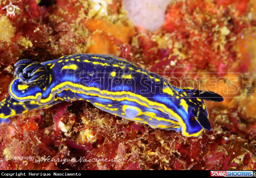 A Nudibranch