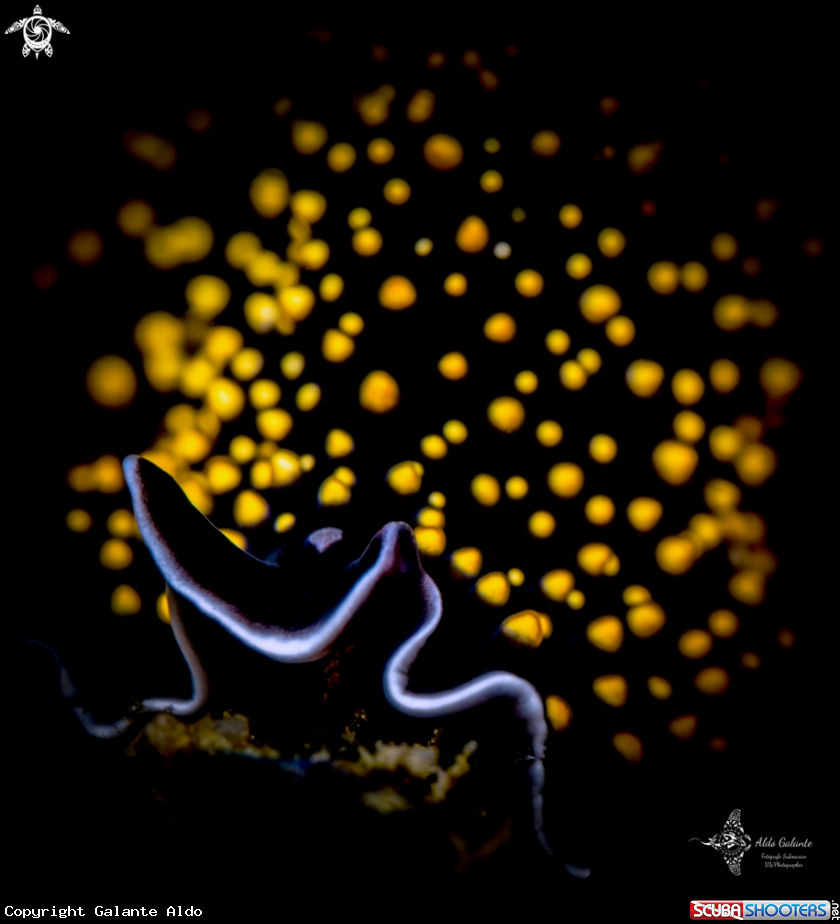 A Polyclad Flatworm