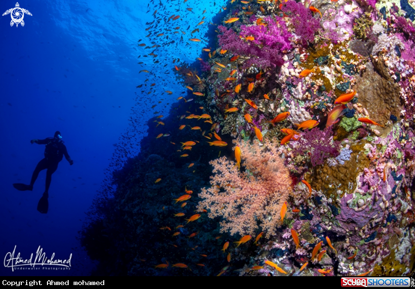 A Coral 
