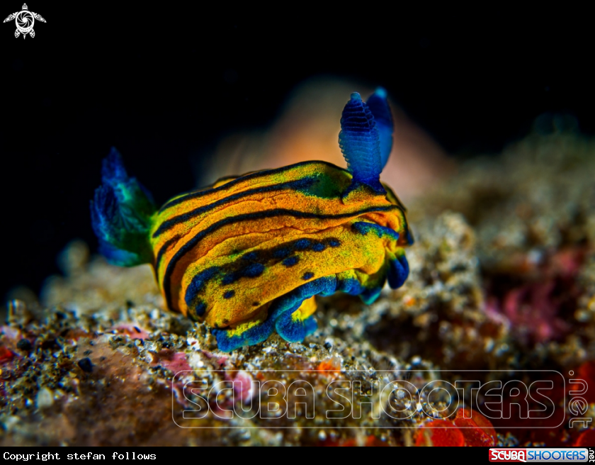 A Nudibranch