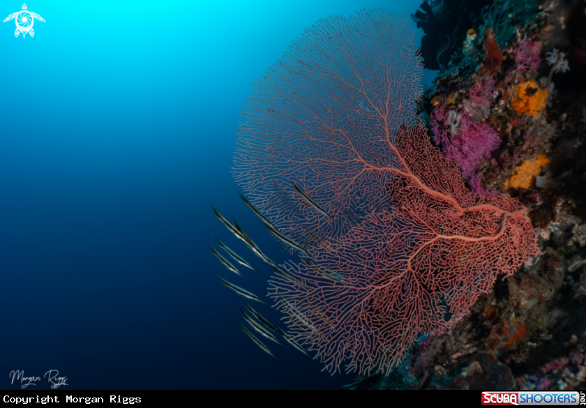 A Razor fish and sea fan