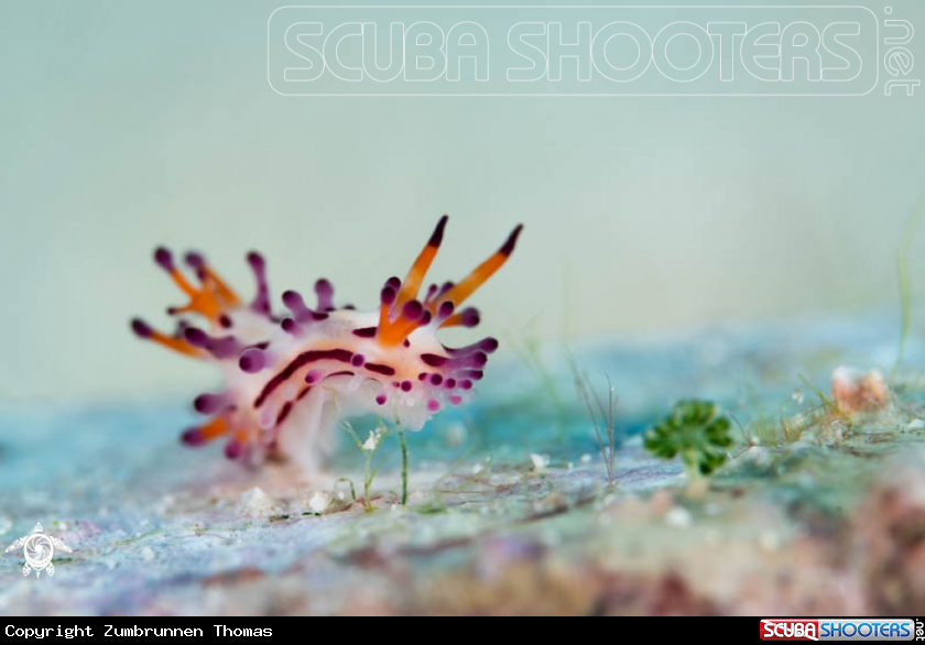A Nudibranch 