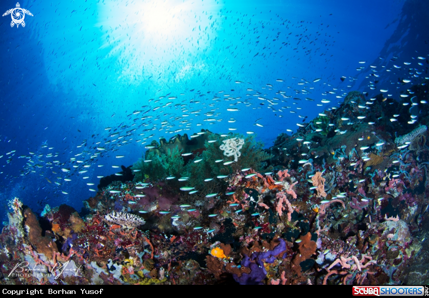 A Shoal of fish silverfish decoreate the seascape of Ternate.