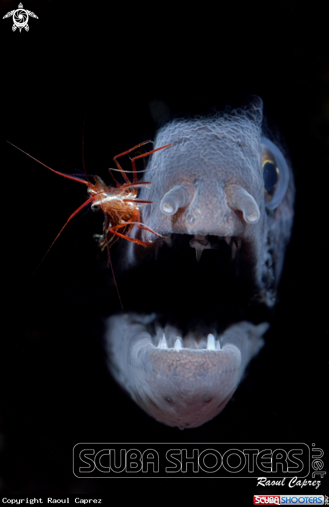 A Moray eel & Cleaning shrimp