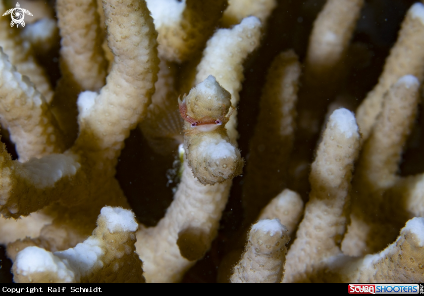 A Red Sea