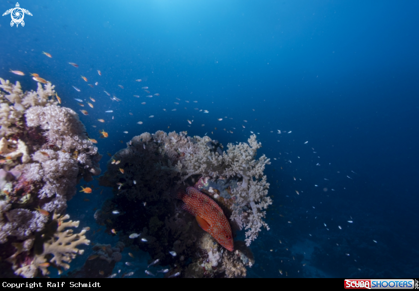 A Red Sea