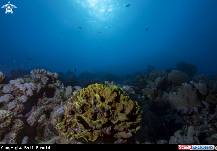 A Red Sea