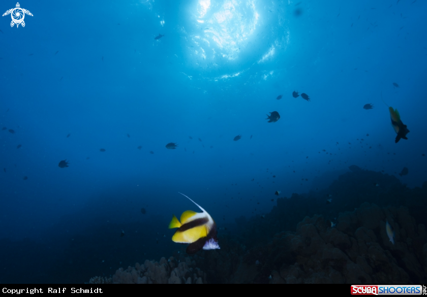 A Red Sea