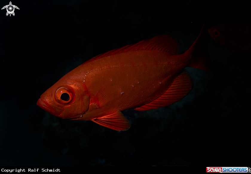 A Red Sea