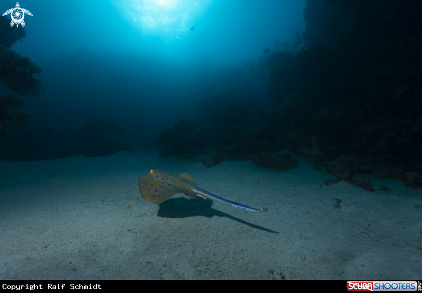 A Red Sea