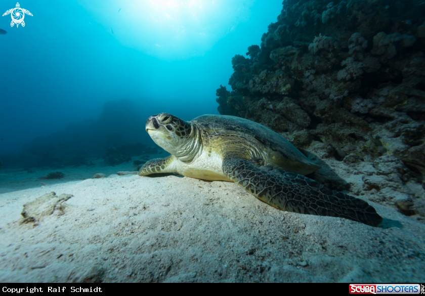 A Red Sea