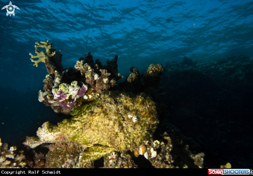 A Red Sea