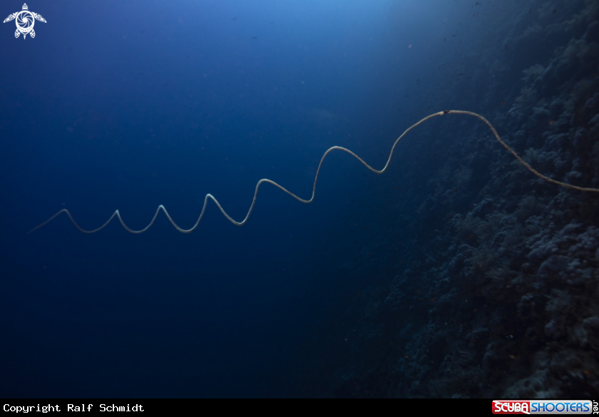 A Red Sea
