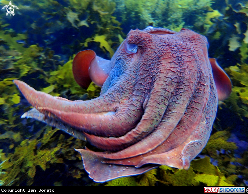 A Australian giant cuttlefish