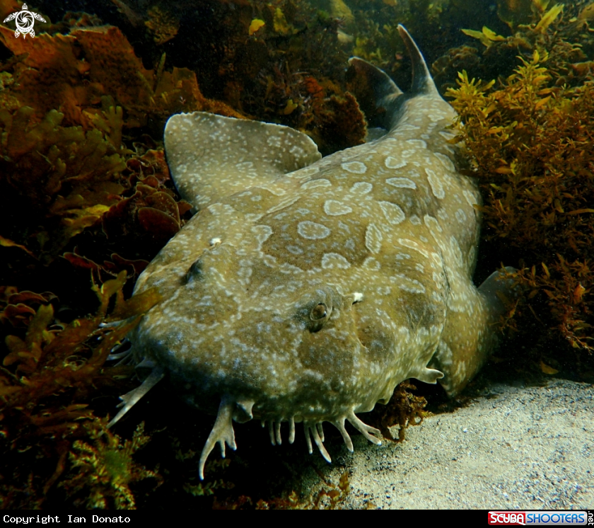A Spotted wobbegong