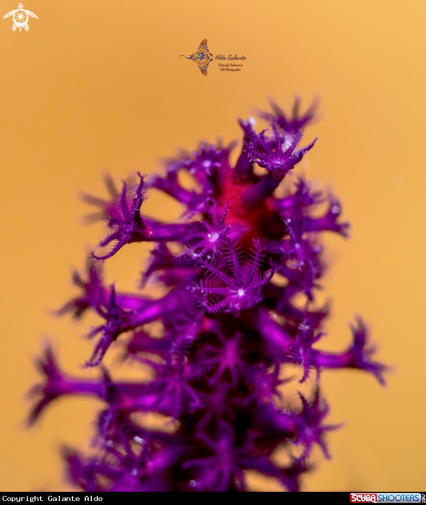 A Soft coral