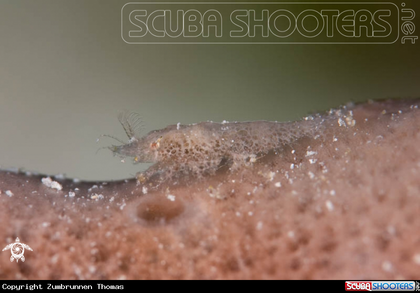 A Cryptic Sponge Shrimp 