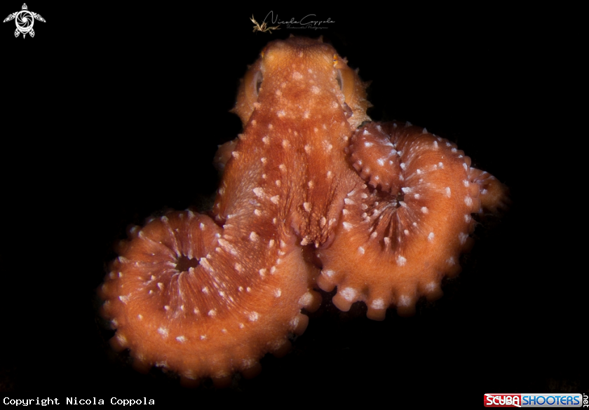 A octopus in the dark