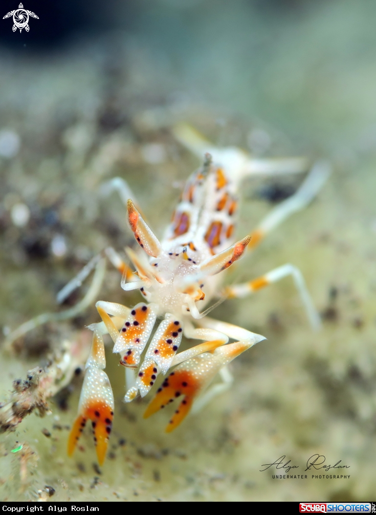 A Spiny Tiger Shrimp