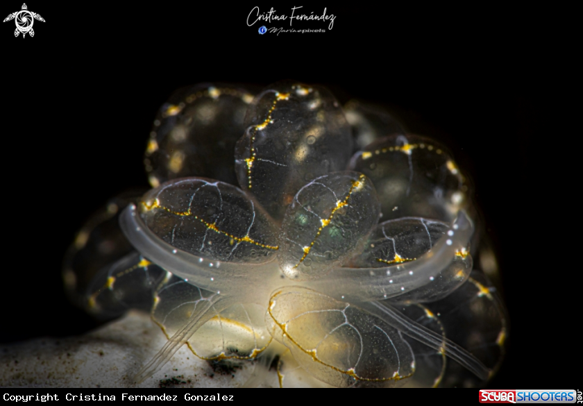 A Nudibranch
